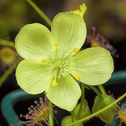 Drosera subhirtella flower
